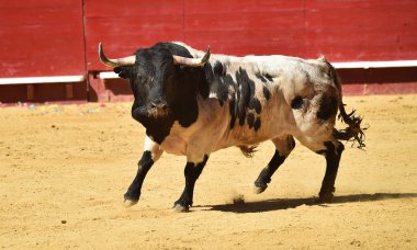 İspanya'ile büyük boynuzları boğa
