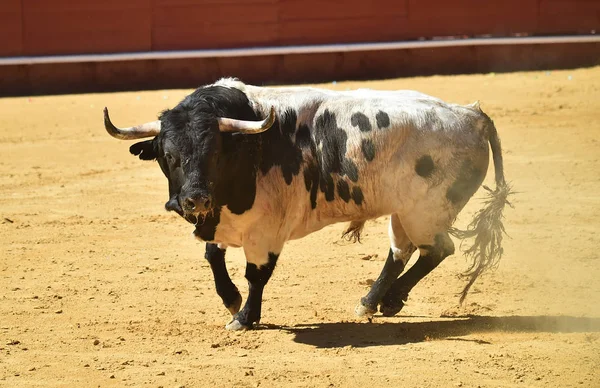 Touro Espanha Com Chifres Grandes — Fotografia de Stock