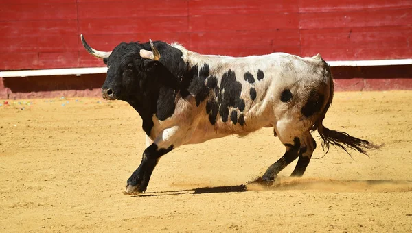 Toro Spagna Con Grandi Corna — Foto Stock