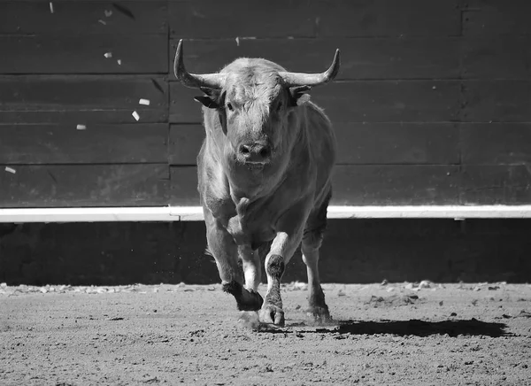 Touro Espanha Com Chifres Grandes — Fotografia de Stock