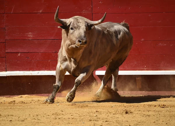 Tjuren Spanien Med Stora Horn — Stockfoto