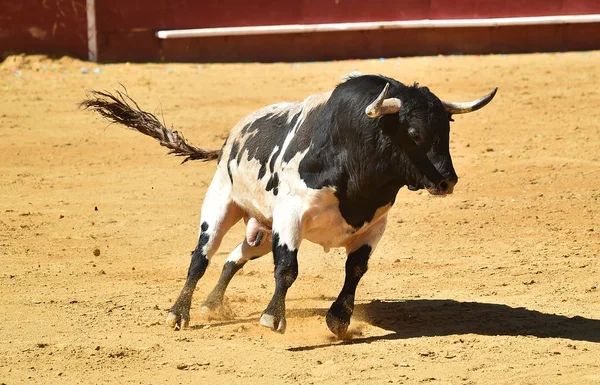 Touro Espanha Com Chifres Grandes — Fotografia de Stock