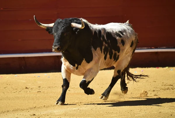 Tjuren Spanien Med Stora Horn — Stockfoto