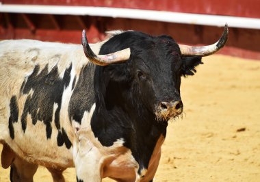 İspanyol bullring çalışan cesur boğa
