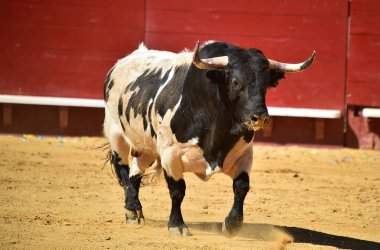 İspanyol bullring çalışan cesur boğa