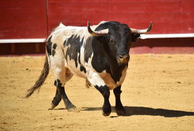 İspanyol bullring çalışan cesur boğa