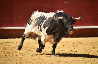İspanyol bullring çalışan cesur boğa