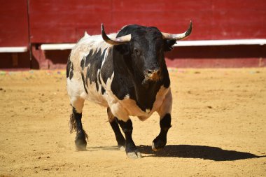 İspanyol bullring çalışan cesur boğa