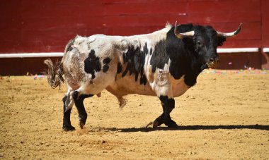 İspanyol bullring çalışan cesur boğa