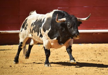 İspanyol bullring çalışan cesur boğa