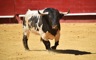 İspanyol bullring çalışan cesur boğa