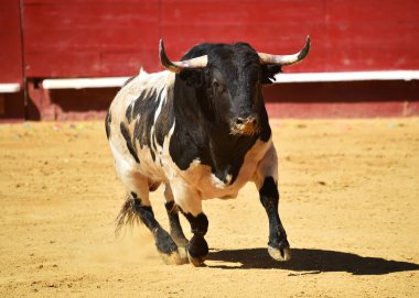 İspanyol bullring çalışan cesur boğa
