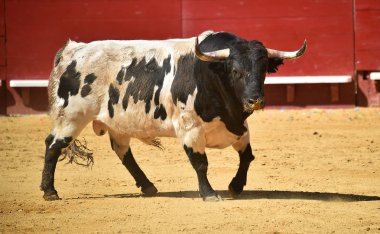 İspanyol bullring çalışan cesur boğa