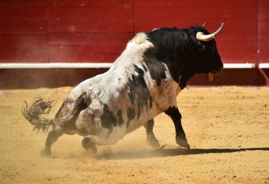 İspanyol bullring çalışan cesur boğa