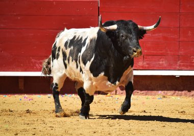 İspanyol bullring çalışan cesur boğa