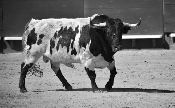 Bátor Bika Futás Ban Spanyol Bikaviadal Aréna — Stock Fotó
