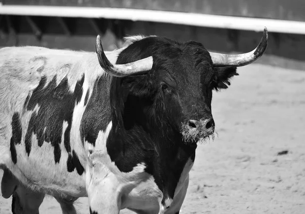 Coraggioso Toro Esecuzione Bullring Spagnolo — Foto Stock