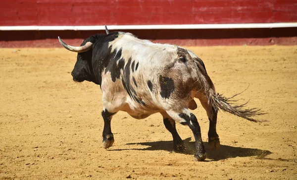 Toro Valiente Corriendo Plaza Toros Española — Foto de Stock