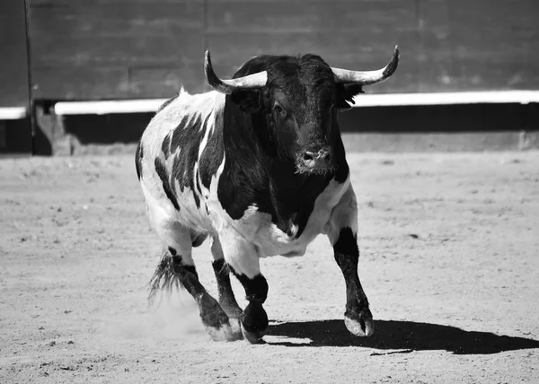 Taureau Courageux Courant Arène Espagnole — Photo