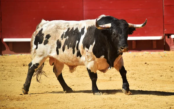 Brave Bull Uruchomiona Hiszpański Arena Walk Byków — Zdjęcie stockowe