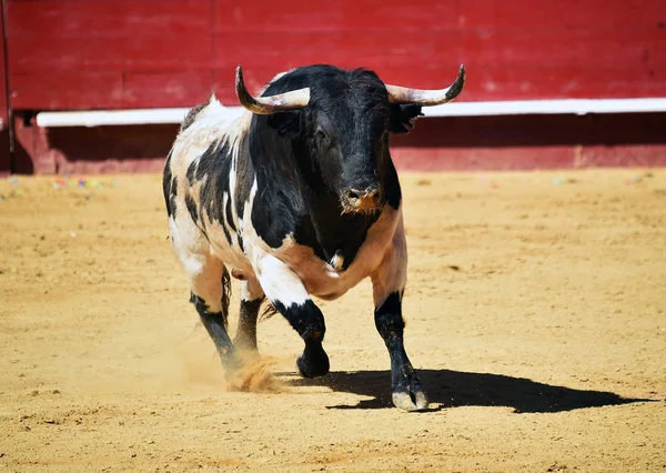 Modiga Bull Kör Spanska Tjurfäktningsarena — Stockfoto