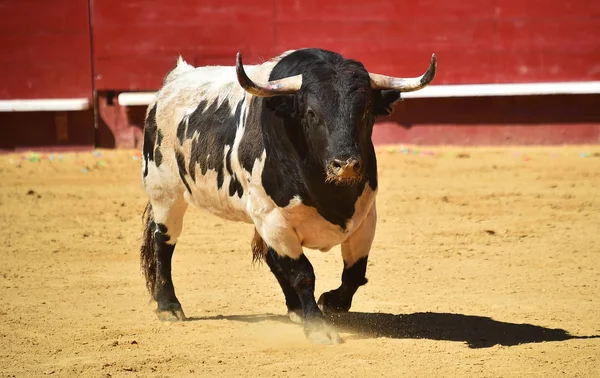 Brave Bull Uruchomiona Hiszpański Arena Walk Byków — Zdjęcie stockowe