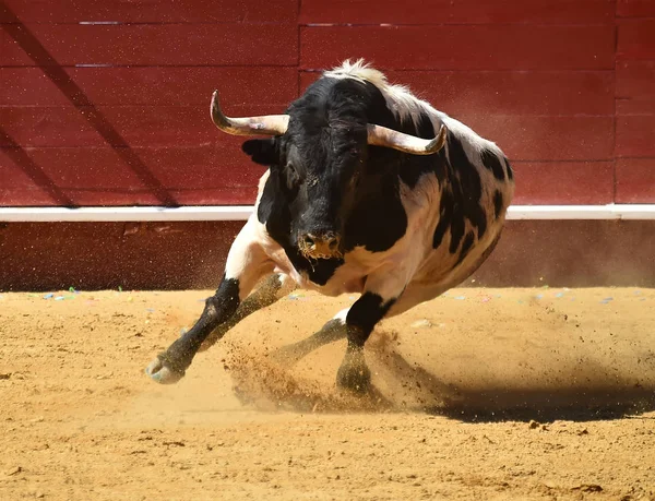 Mutiger Stier Läuft Spanischer Stierkampfarena — Stockfoto