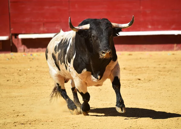 brave bull running in spanish bullring