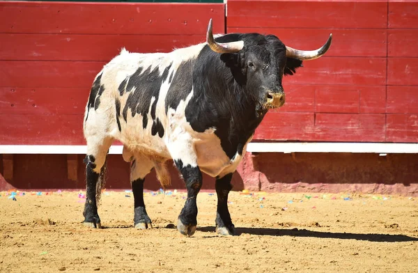 Spanyol Bullring Çalışan Cesur Boğa — Stok fotoğraf