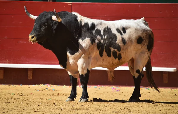 Taureau Courageux Courant Arène Espagnole — Photo