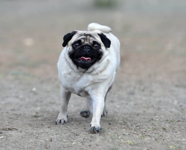 alanda Carlino köpek