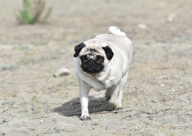 alanda Carlino köpek