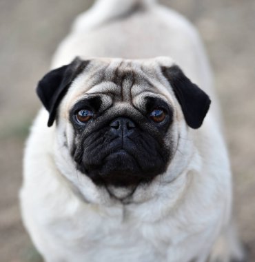 alanda Carlino köpek