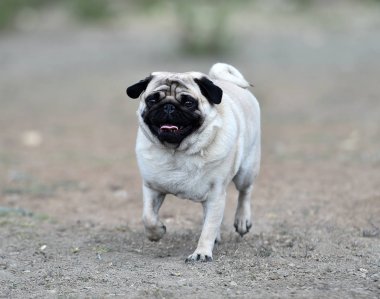 alanda Carlino köpek