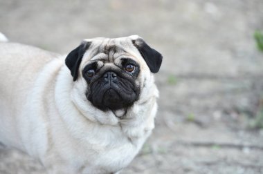 alanda Carlino köpek