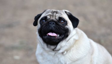 alanda Carlino köpek