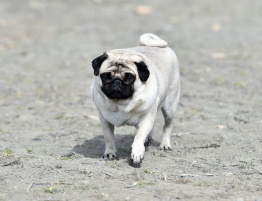 alanda Carlino köpek