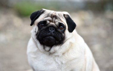 alanda Carlino köpek