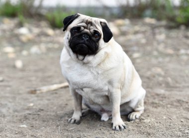 alanda Carlino köpek