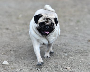 alanda Carlino köpek