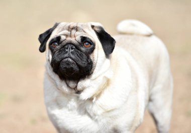 alanda Carlino köpek