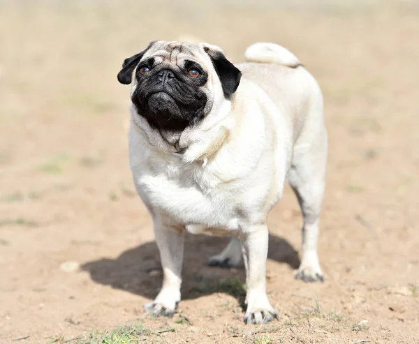 alanda Carlino köpek