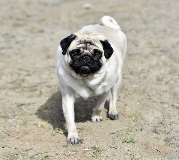 alanda Carlino köpek