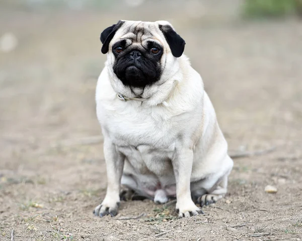 alanda Carlino köpek