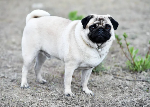 alanda Carlino köpek