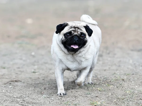 alanda Carlino köpek