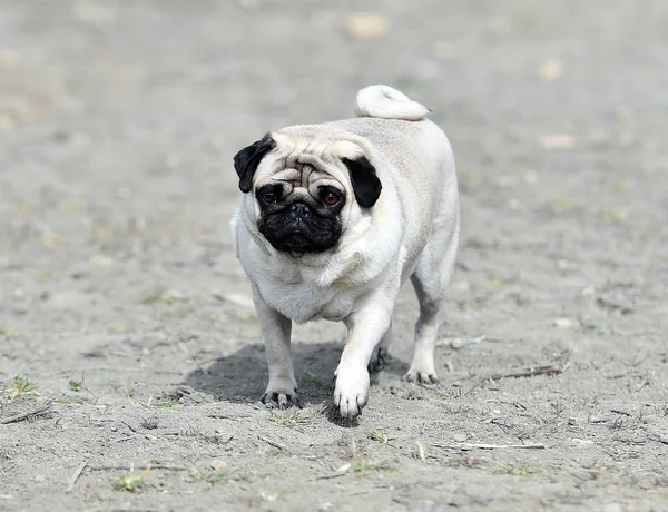 alanda Carlino köpek