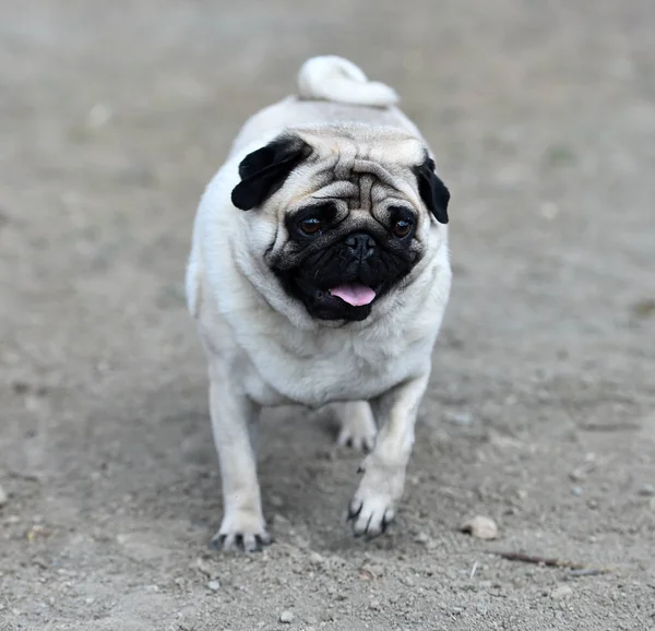 Carlino Hond Het Veld — Stockfoto