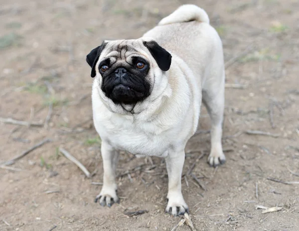 alanda Carlino köpek