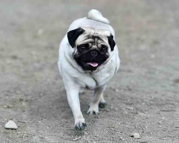 Cão Carlino Campo — Fotografia de Stock